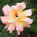 Cliff Richard rose 2 by busylady
