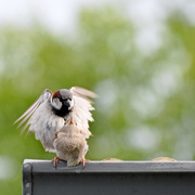 2nd Jun 2020 - Mating Sparrows
