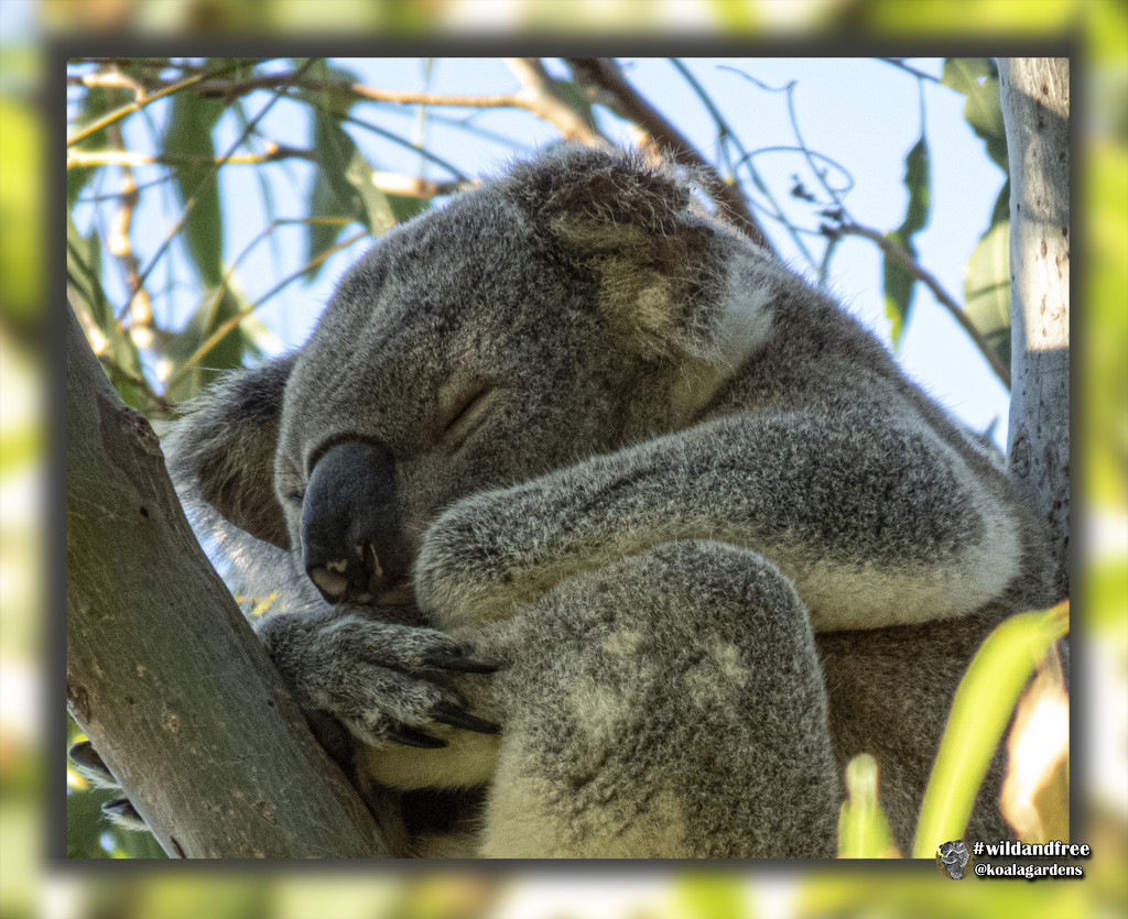 natural framing by koalagardens