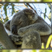 natural framing by koalagardens