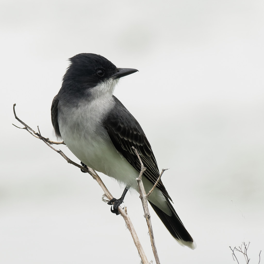 eastern kingbird  by rminer