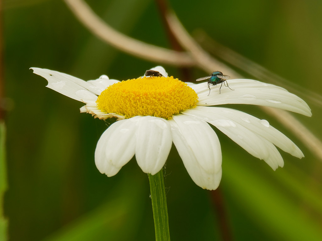 Oxeye daisy  by rminer