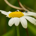 Oxeye daisy  by rminer