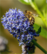 3rd Jun 2020 - Honey Bee