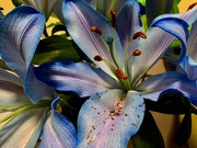 3rd Jun 2020 - Blue Lilies