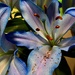 Blue Lilies by carole_sandford