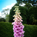 Foxglove by frequentframes