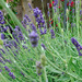 Lavender in my garden by bizziebeeme