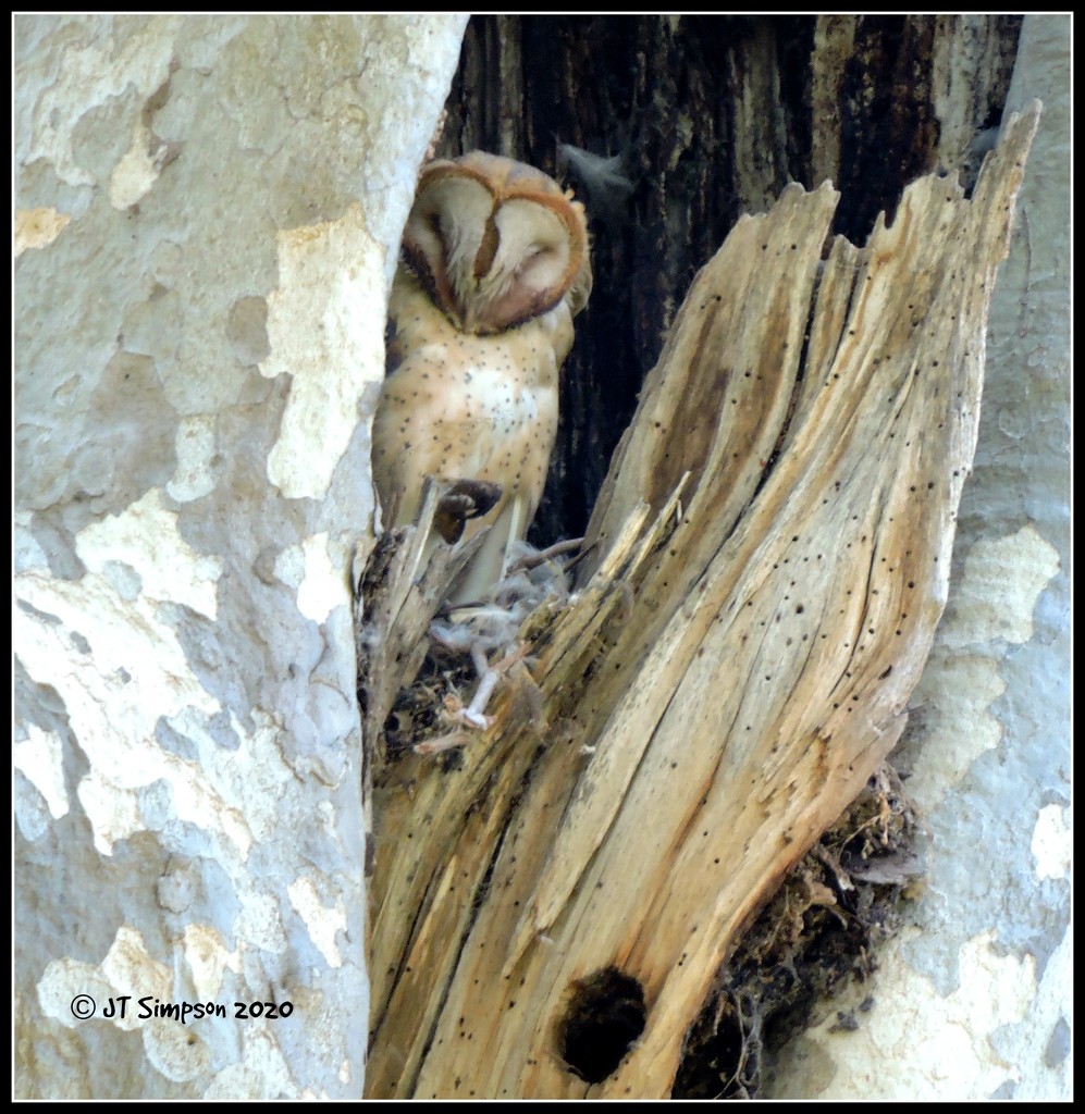 Sleeping Barn Owl... by soylentgreenpics