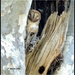 Sleeping Barn Owl... by soylentgreenpics