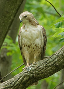 3rd Jun 2020 - Red-tailed Hawk