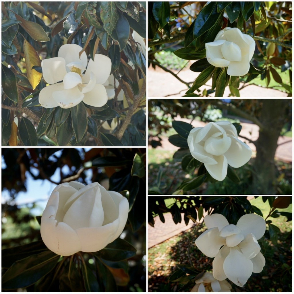 Magnolia Season by allie912