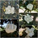 Magnolia Season by allie912