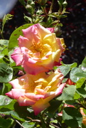 19th May 2020 - More delightful rose bloooms