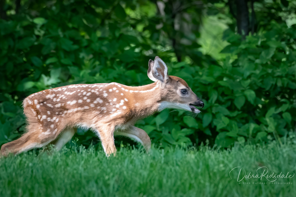 Resident newborn fawn in our neighborhood  by dridsdale