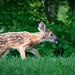Resident newborn fawn in our neighborhood  by dridsdale