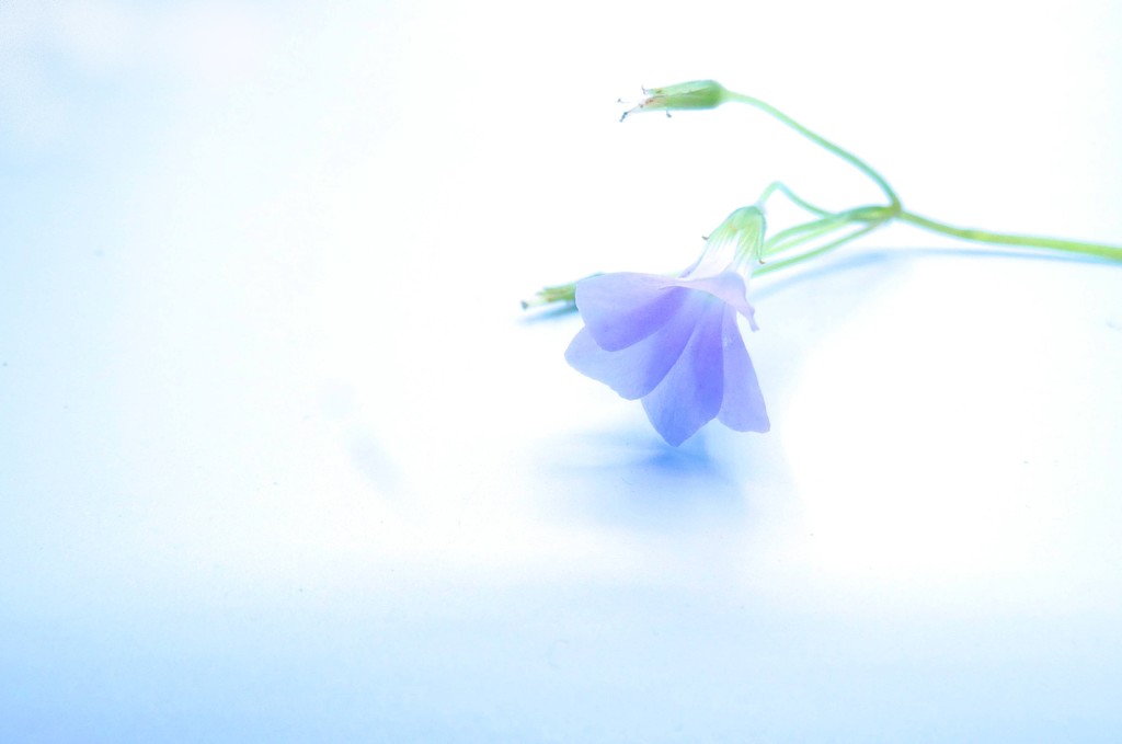 Flower Petal Wishes by grammyn