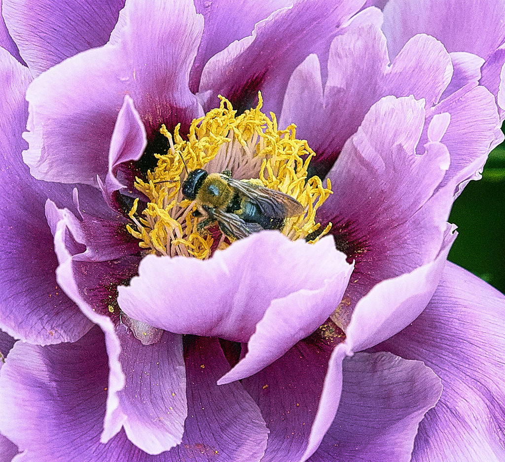 Pollenator by gardencat