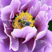 Pollenator by gardencat