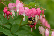 3rd Jun 2020 - A Bee In The Flowers