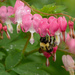 A Bee In The Flowers by farmreporter
