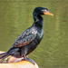 Cormorant sitting on the fountain by ludwigsdiana