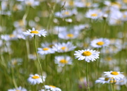 1st Jun 2020 - Stop and Smell the Daisies