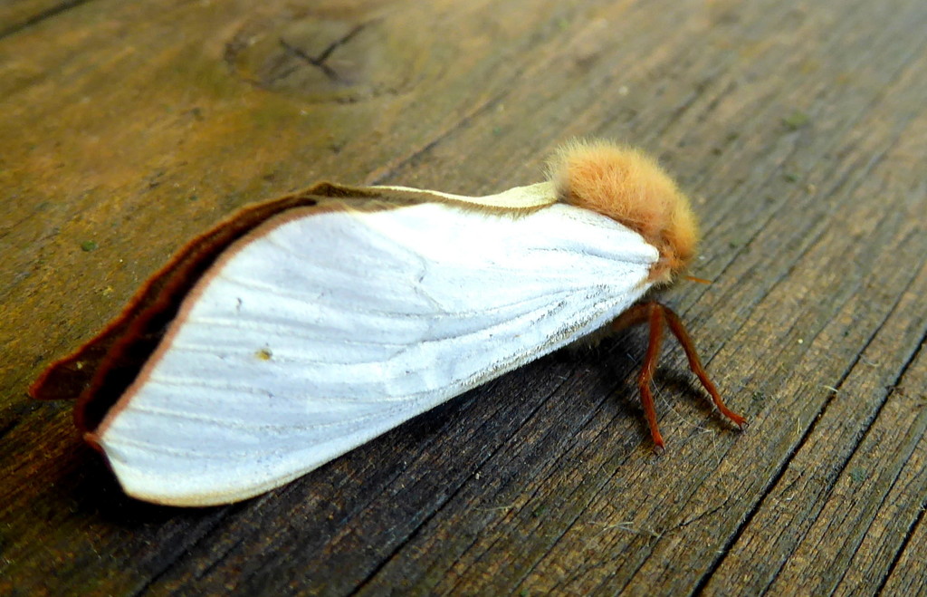 ghost moth (male) by steveandkerry