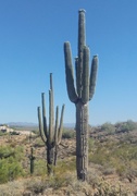 3rd Jun 2020 - Saguaro Cacti