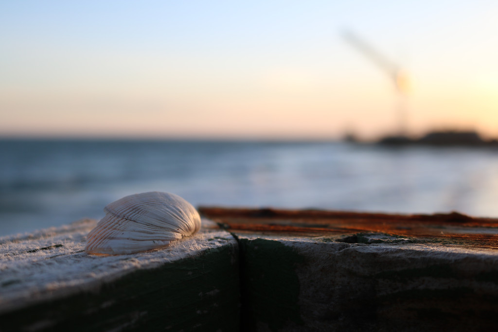 Shell on the fence by frappa77