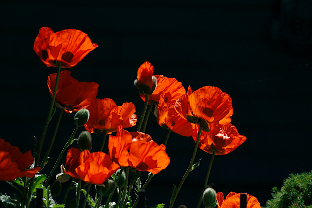 Poppies in the Afternoon Sunshine by gq