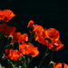 Poppies in the Afternoon Sunshine by gq
