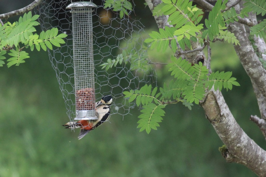 Great Spotted Woodpecker by jamibann