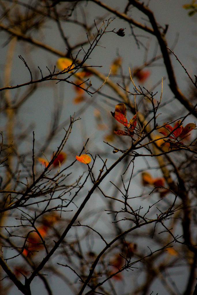 twilight autumn by annied