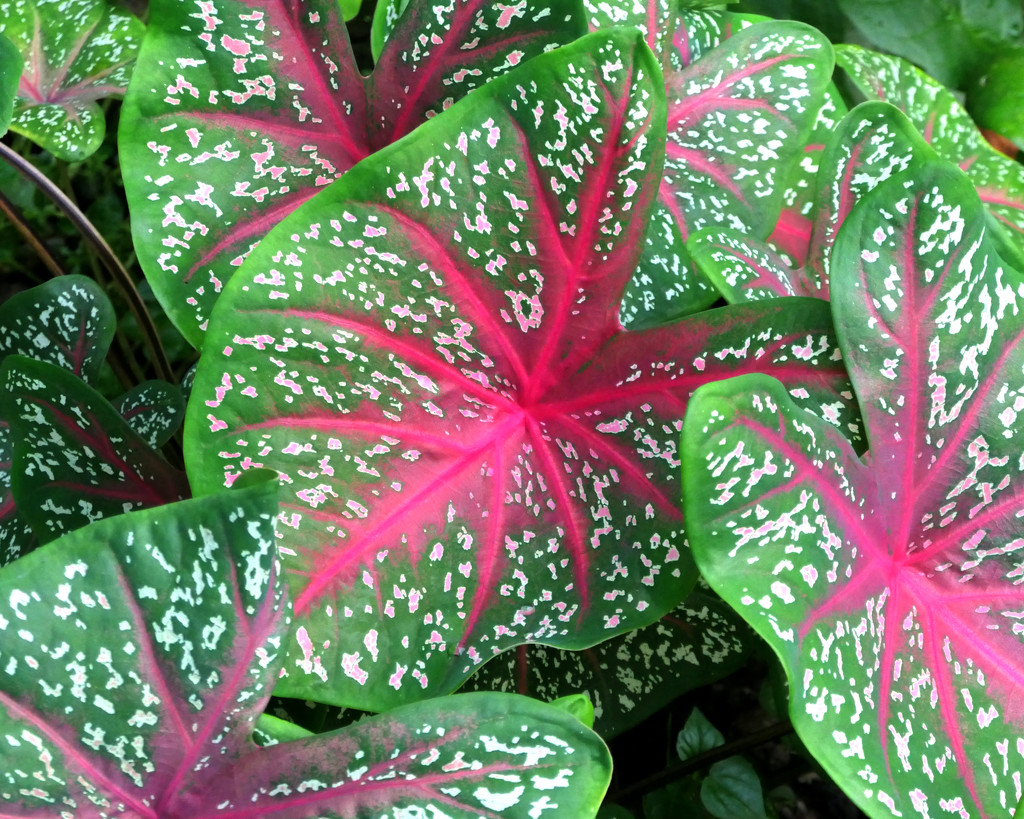 Green and Red Caladiums by lilh