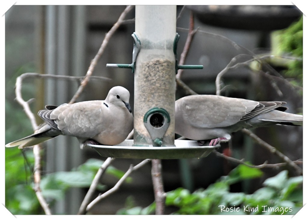 RK3_7825 Collared doves by rosiekind