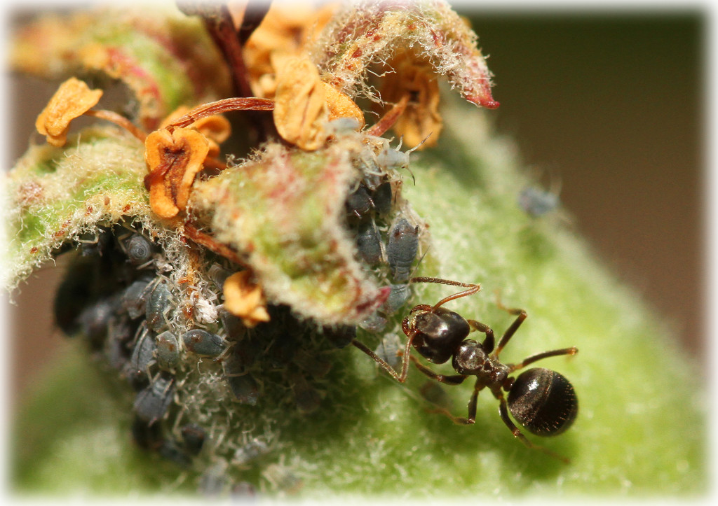 Ant by bybri