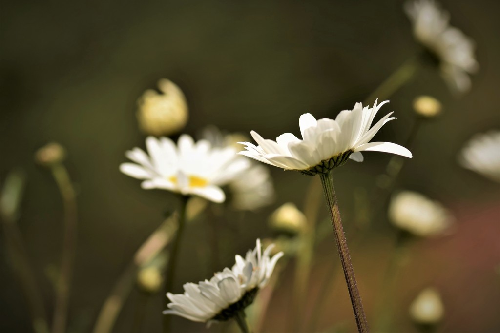 windswept daisies by christophercox