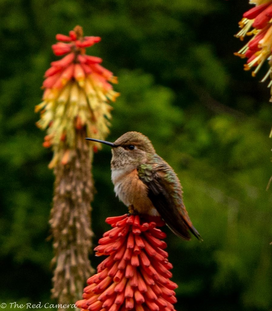 Humming bird on a Red Hot Poker (Kniphofia caulescens) by theredcamera