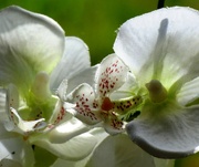 4th Jun 2020 - Artificial Orchid