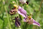 4th Jun 2020 - Bee Orchid