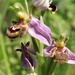 Bee Orchid by 30pics4jackiesdiamond