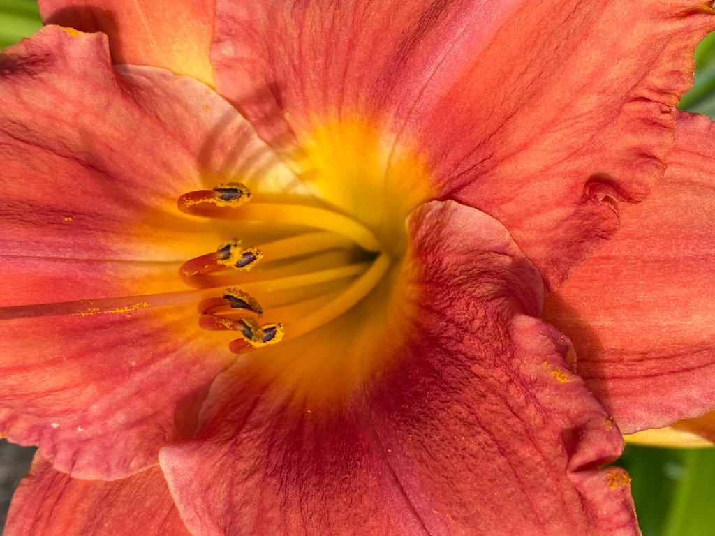Lily by shutterbug49