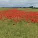 Poppies! by snowy