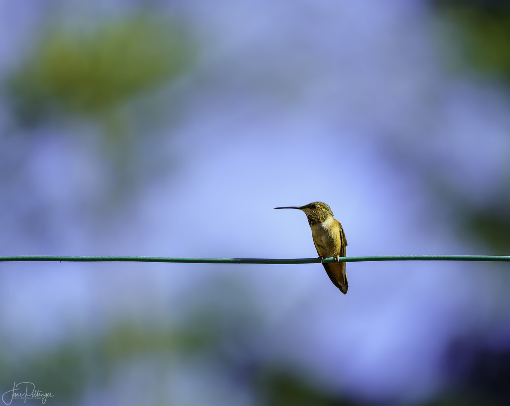 Rufous Sitting On the Wire  by jgpittenger