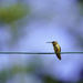 Rufous Sitting On the Wire  by jgpittenger
