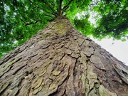 4th Jun 2020 - Tall tree 