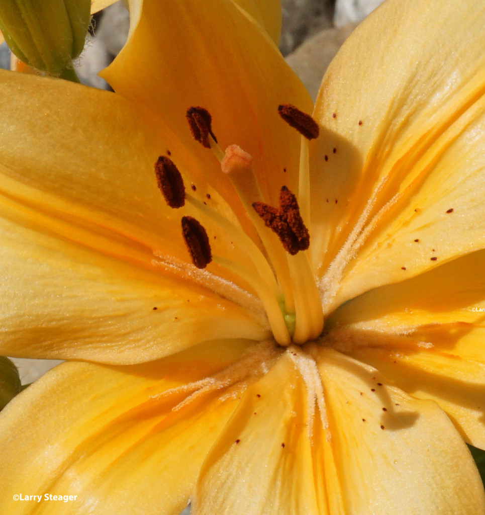 Yellow daylily by larrysphotos