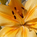 Yellow daylily by larrysphotos
