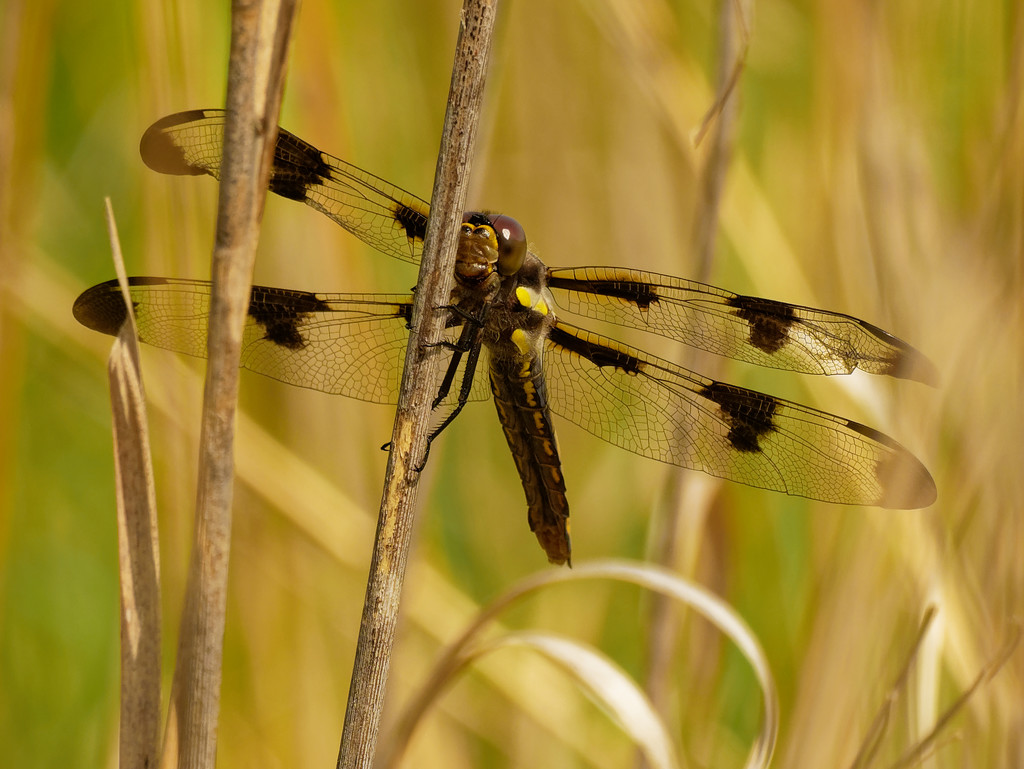 twelve-spotted skimmer dragonfly by rminer